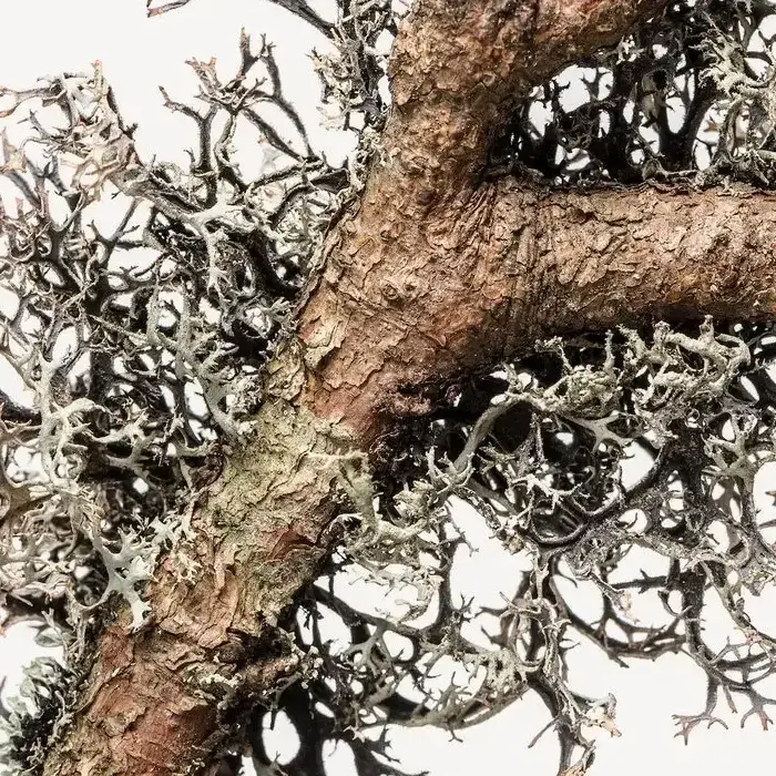 Oakmoss