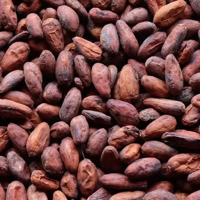 Cocoa