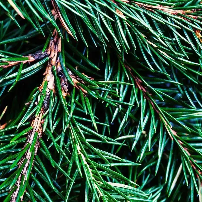 Fir