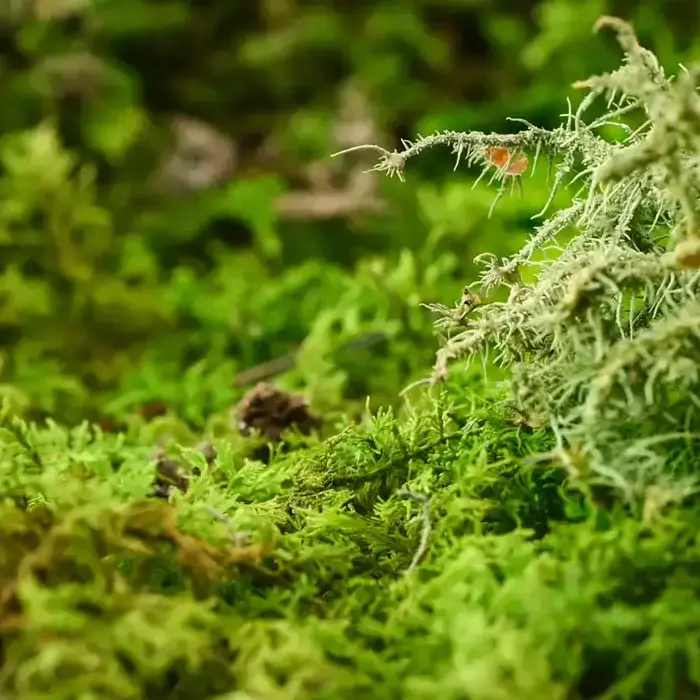 Moss