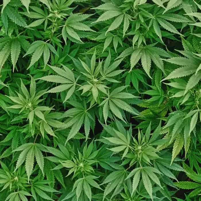 Cannabis