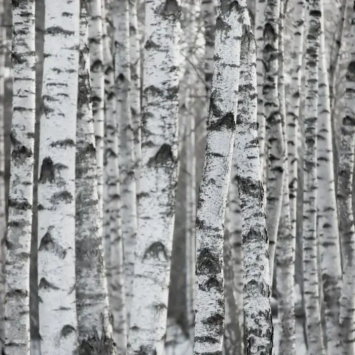 Birch