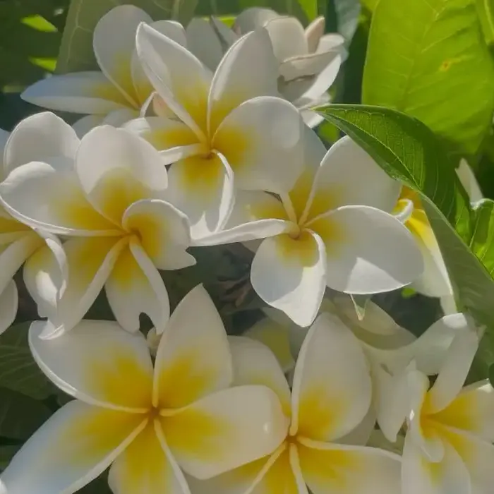 Egyptian Jasmine