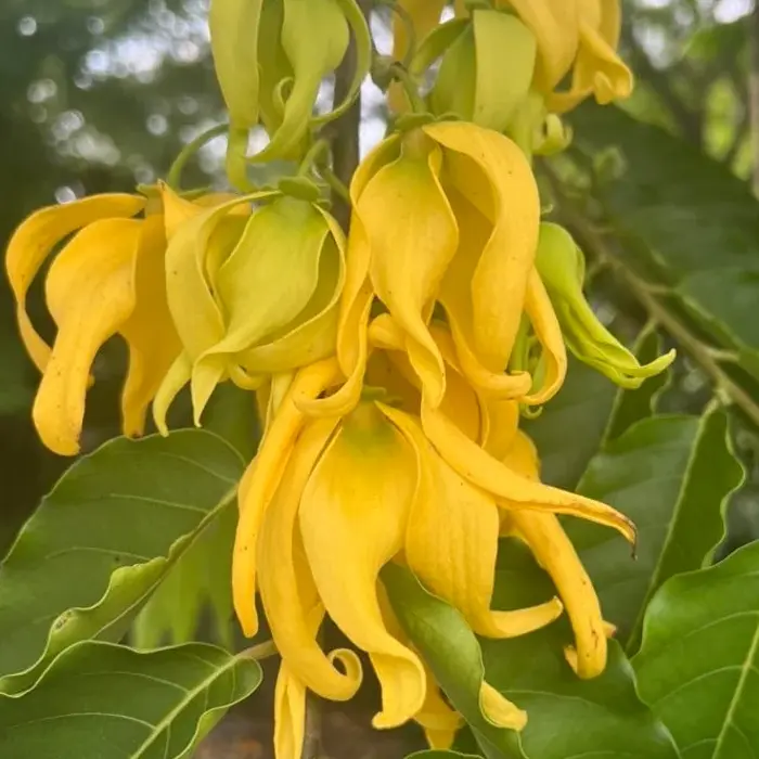 Ylang-Ylang