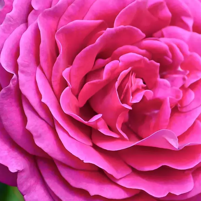 Bulgarian Rose