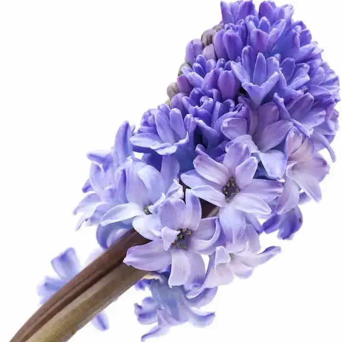 Hyacinth