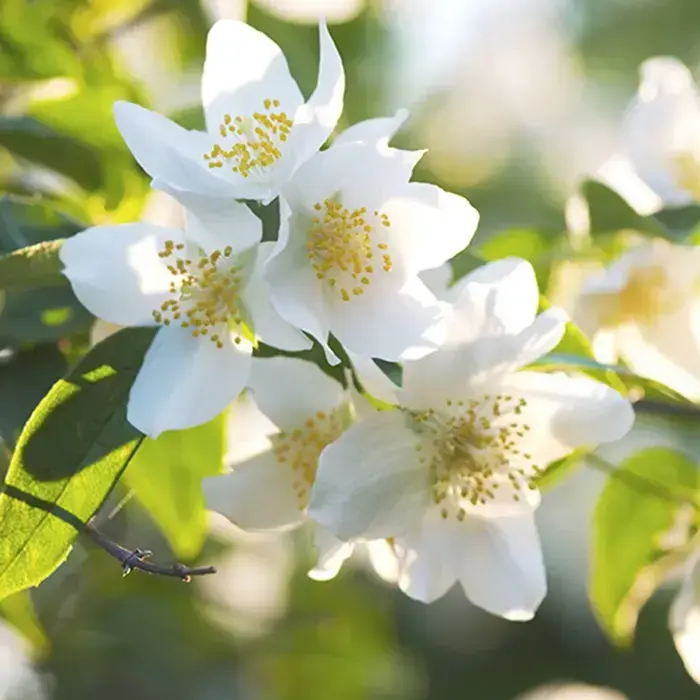 Jasmine